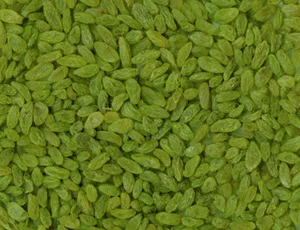 تصویر 3 از کشمش سبز اعلا با طعم اصیل ایرانی